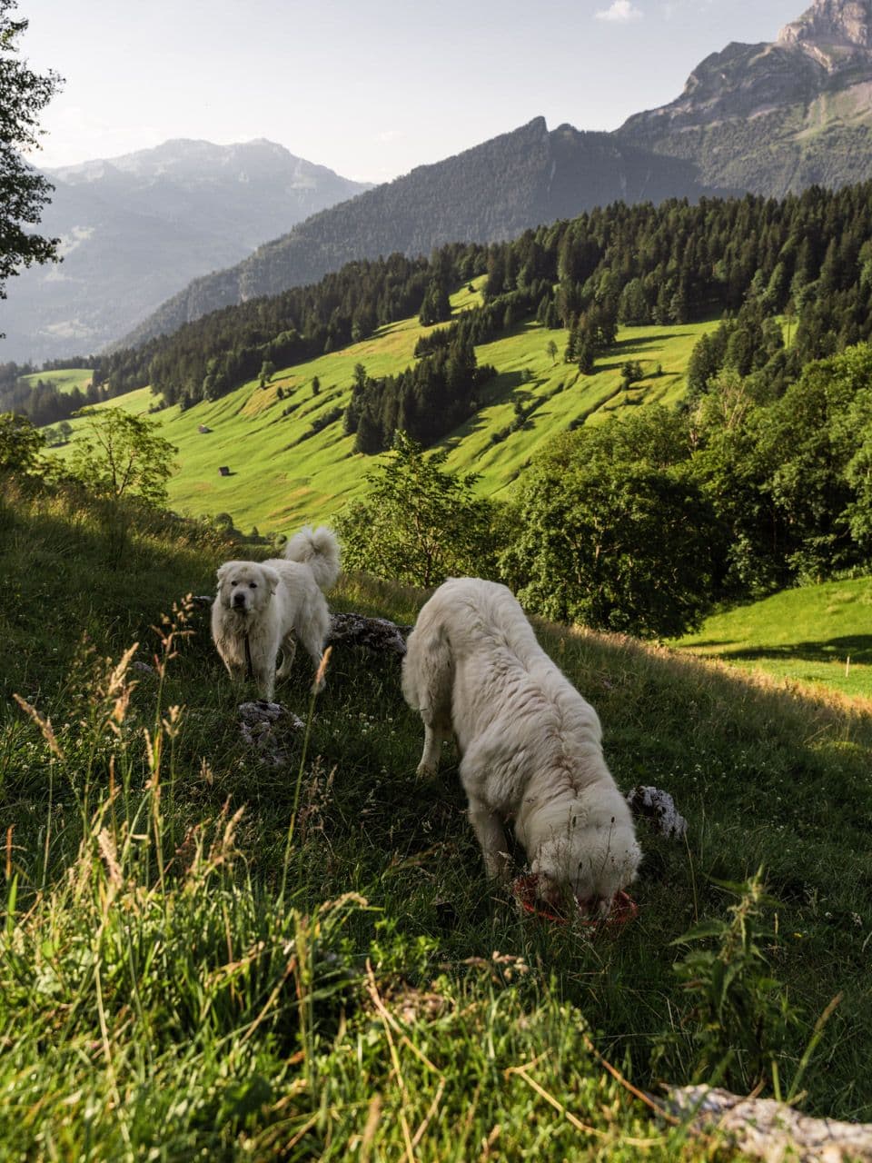 Begegnung mit Herdenschutzhunden