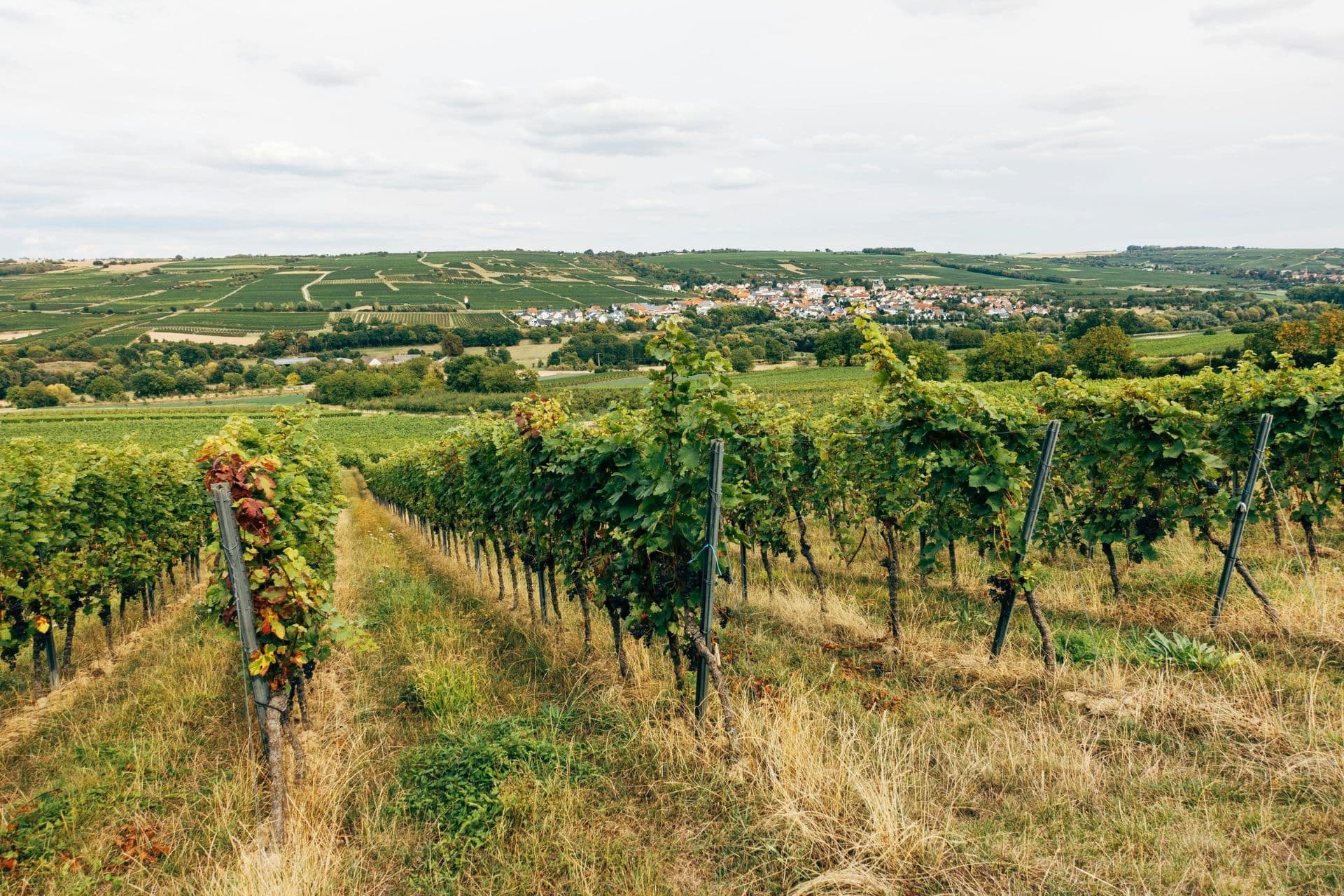 Stellplatz auf dem Weingut