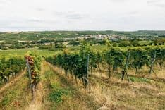 Stellplatz auf dem Weingut