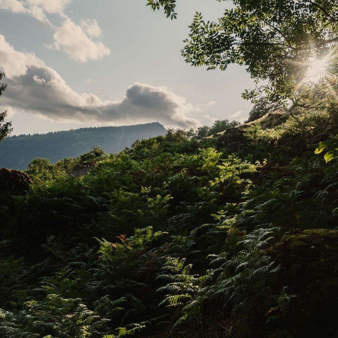 Warum eine Waldhütte dir die perfekte Auszeit ermöglicht